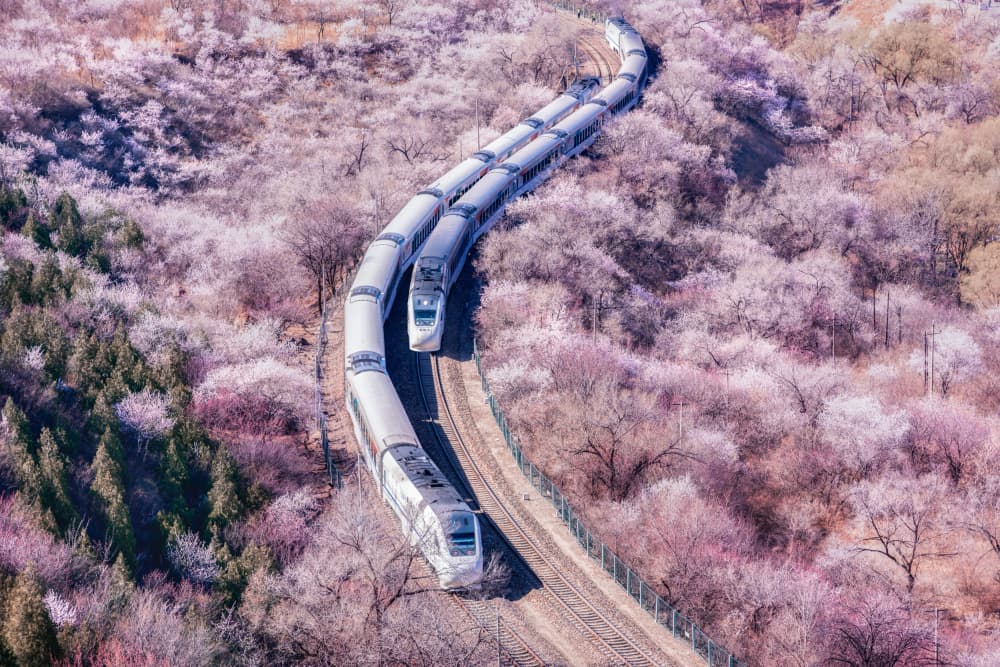 Bullet Train Through Blossoms by Yuan Cui — canvas wall art