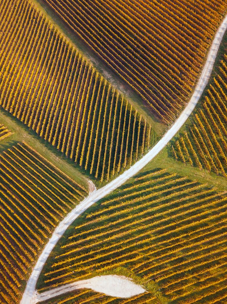 Golden Autumn Vineyard Road by Jure Kravanja — canvas wall art