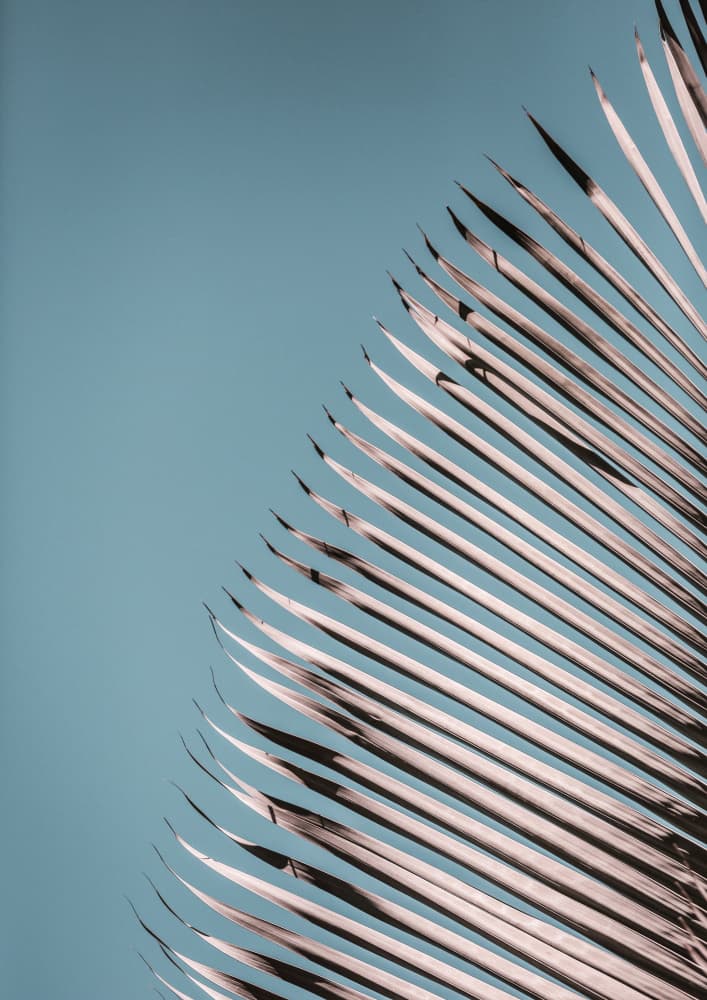 Palm Leaves Serenity by Shot by Clint — canvas wall art