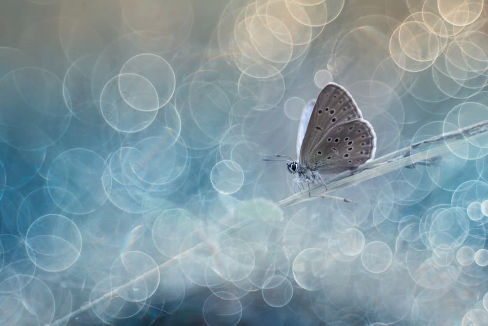 Delicate Butterfly Bokeh Dream by Wil Mijer — canvas wall art