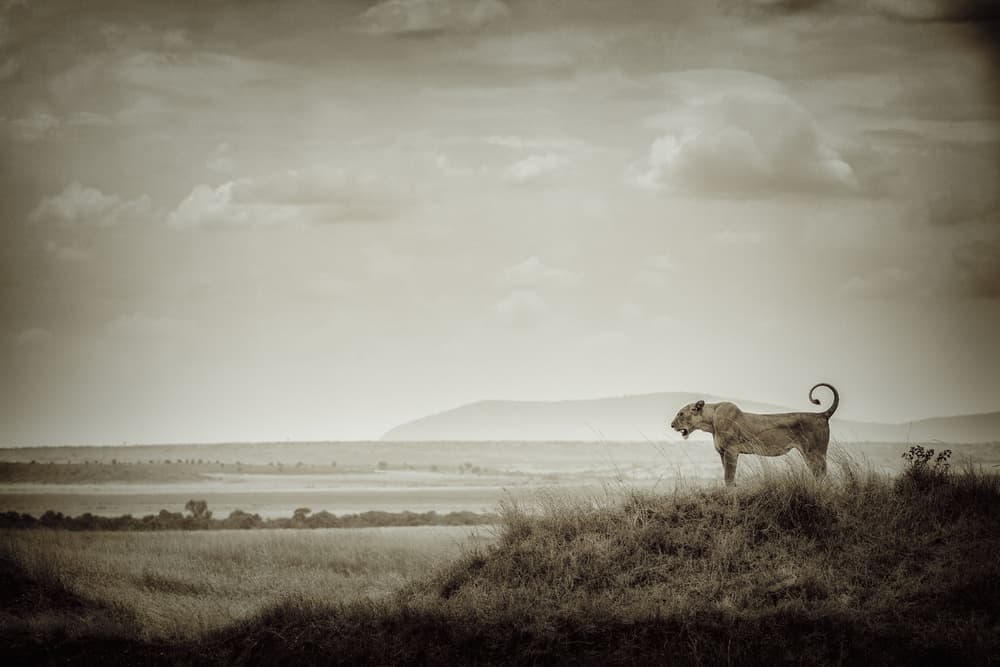 Lioness Overlooking Savanna by Mohammed Alnaser — canvas wall art