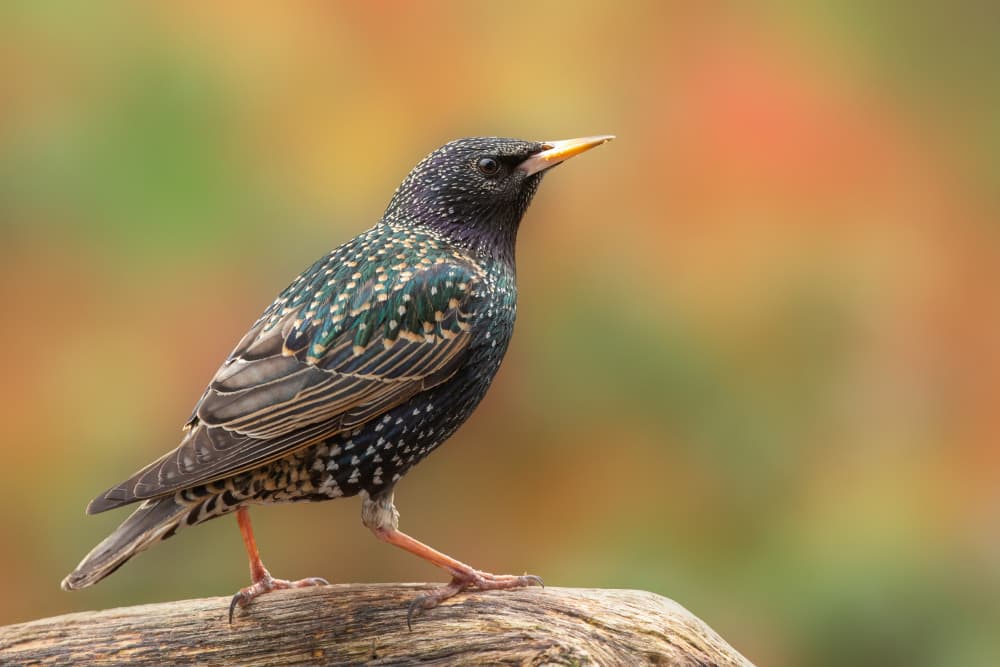 Iridescent Starling Bird by Annie Keizer — canvas wall art