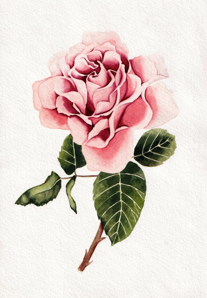 Elegant Pink Rose Bloom by Salome — canvas wall art