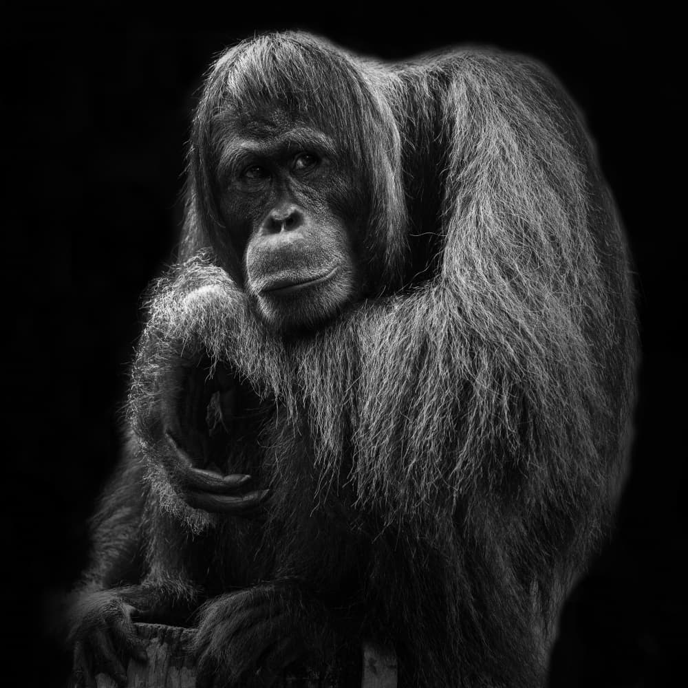 Thoughtful Orangutan Gaze by TWEE LIANG WONG — canvas wall art
