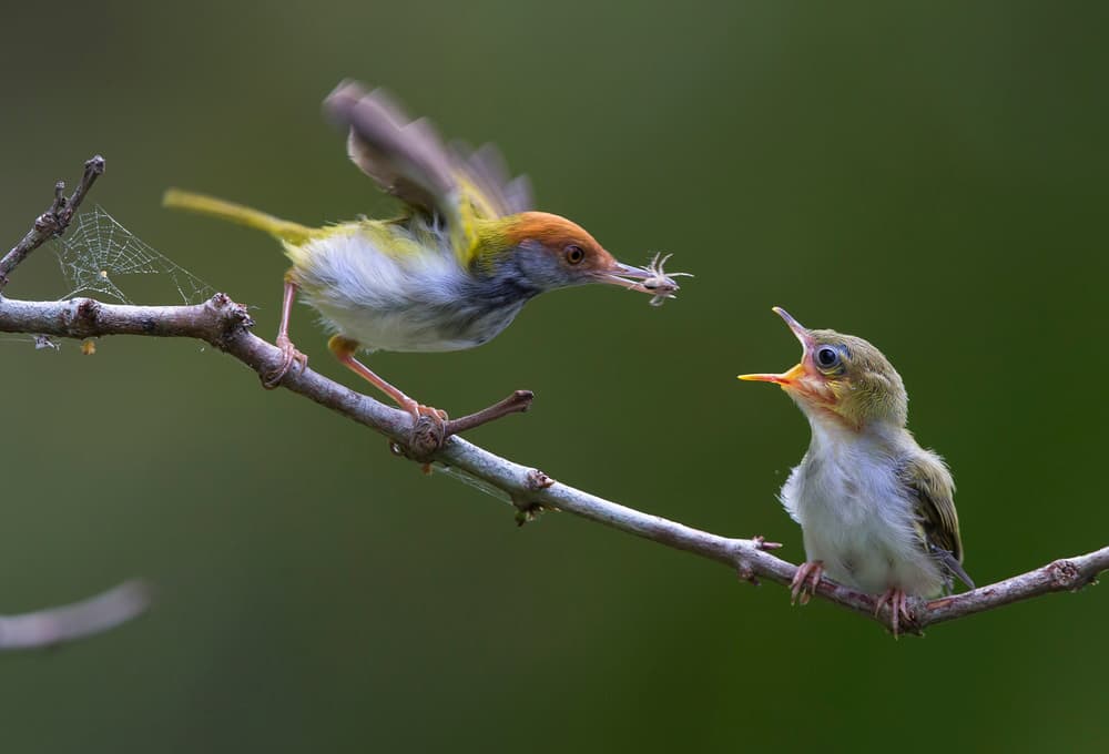 Vibrant Bird Feeding by Phat Dao Tan — canvas wall art