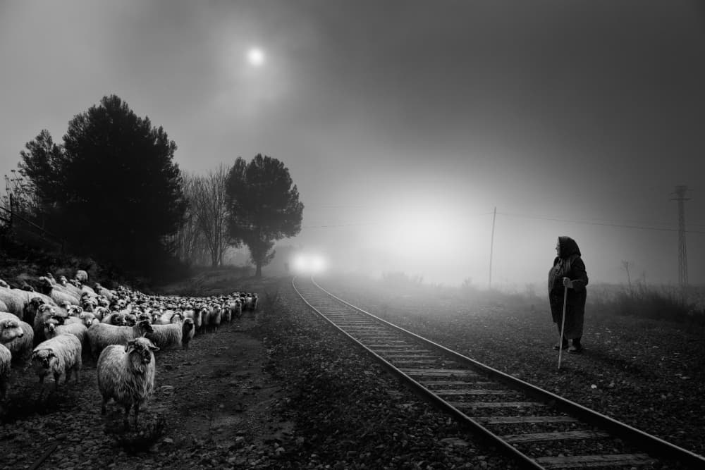 Shepherd's Foggy Journey by Jose Beut — canvas wall art
