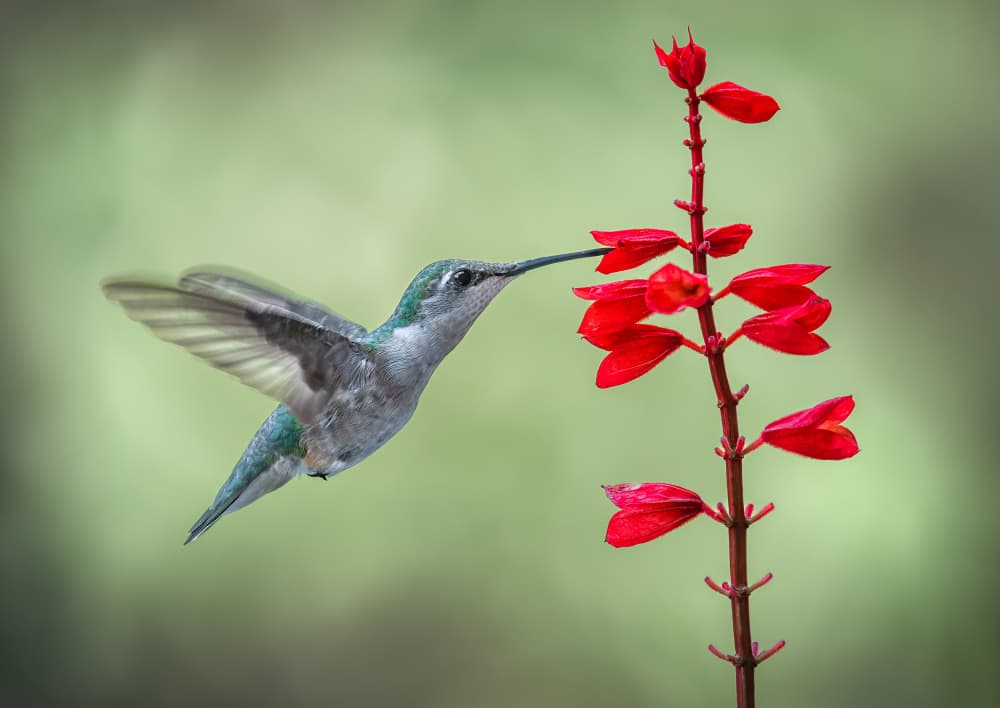 Hummingbird Feeds Red Flower by Atul Saluja — canvas wall art