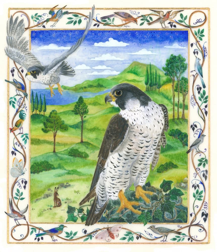 Peregrine Falcon by Isabelle Brent — canvas wall art