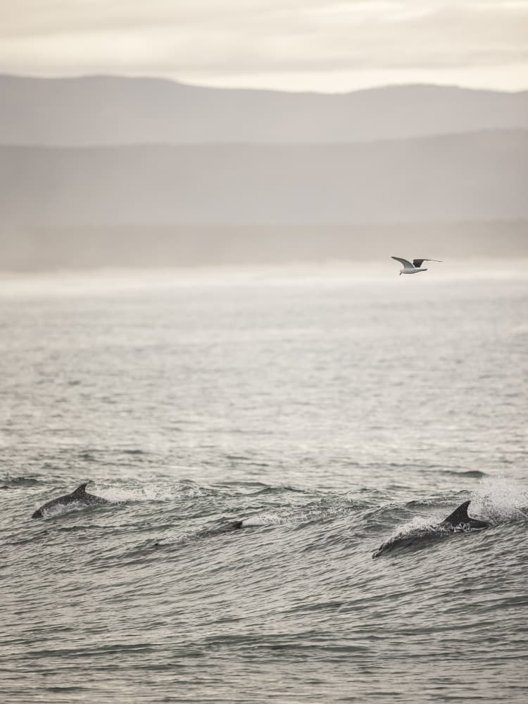 Ocean's Dance by Shot by Clint — canvas wall art