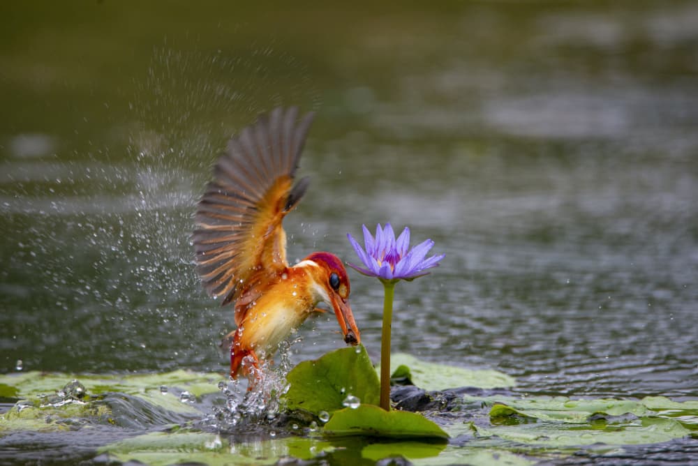 Kingfisher Splashing Water Lily by Ajar Setiadi — canvas wall art