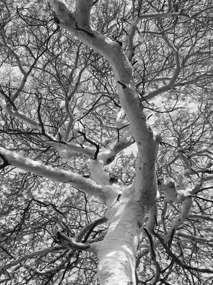 Silhouette Canopy by Shot by Clint — canvas wall art