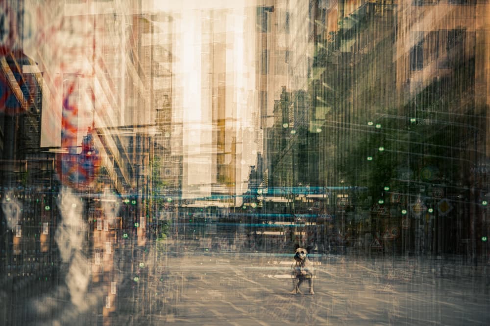 Abstract City Dog by Heike Willers — canvas wall art