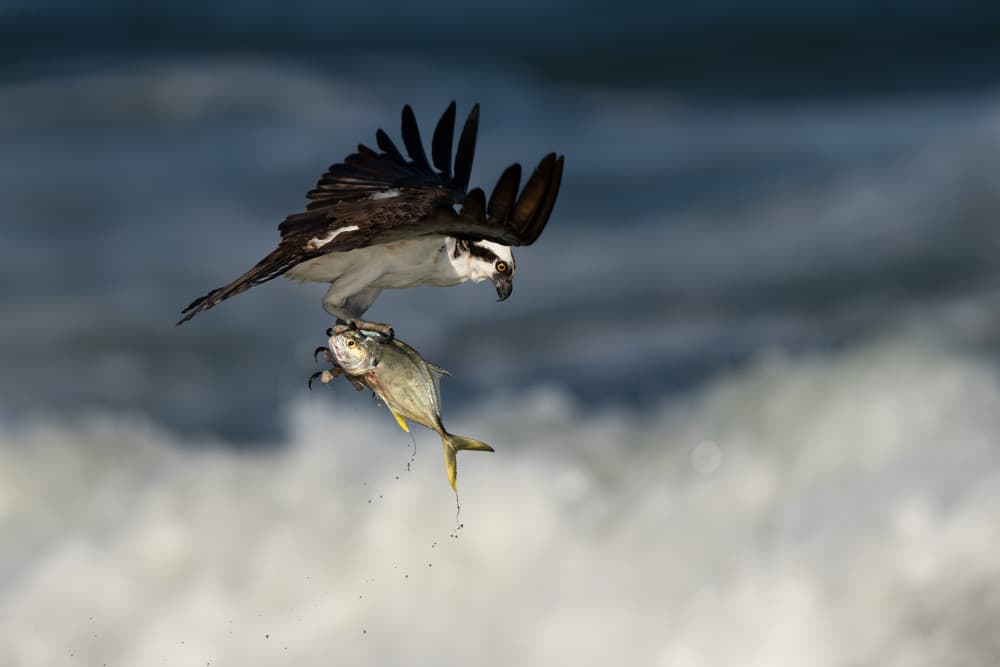Osprey Catching Fish by John Fan — canvas wall art