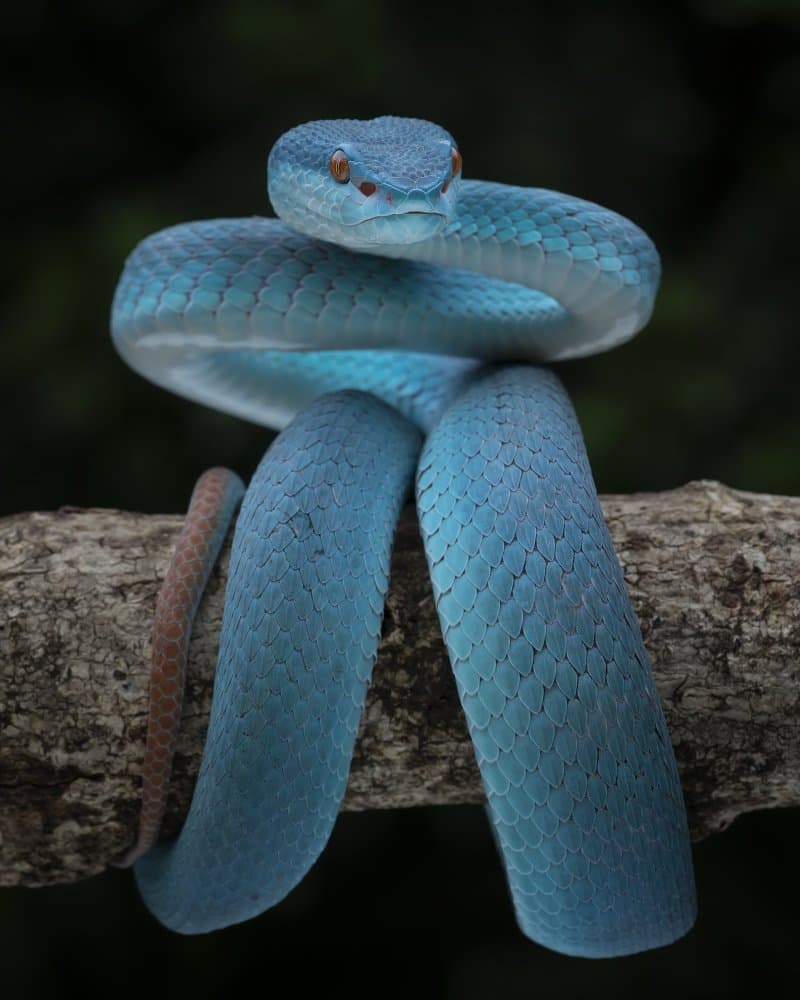 Striking Blue Viper by Tantoyensen — canvas wall art