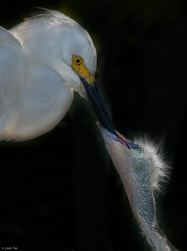 Egret Feeding Chick by Liwen Tao — canvas wall art