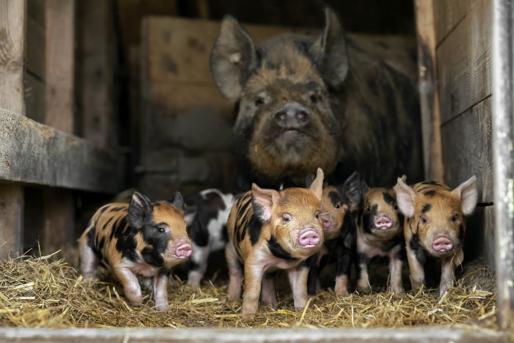 Mother Pig And Piglets by Gert van den Bosch — canvas wall art