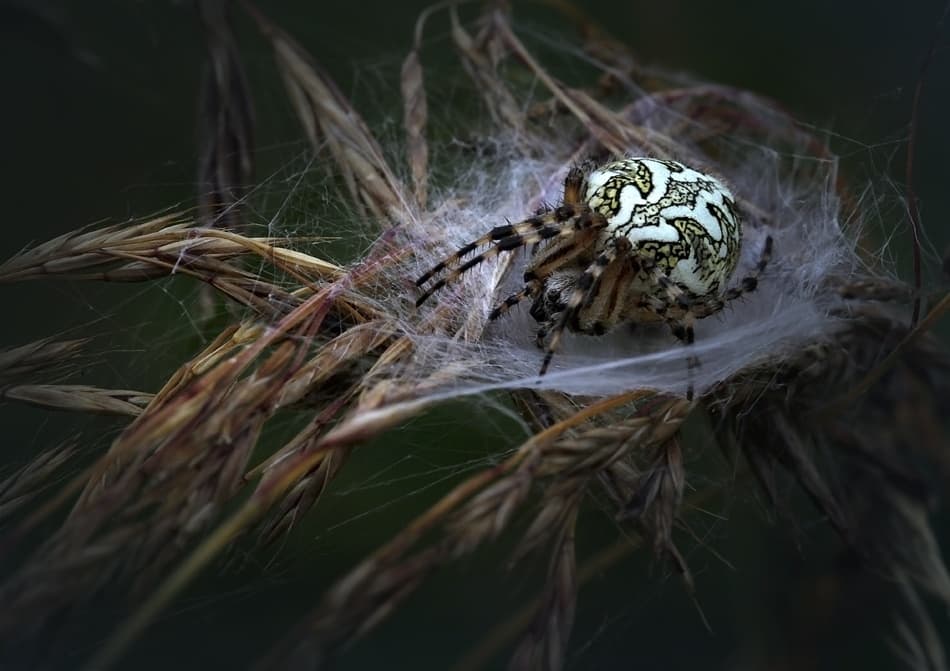 Ornate Garden Spider by Nicolas Schumacher — canvas wall art