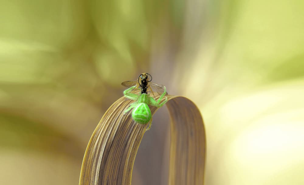 Green Spider Hunt by Thierry Dufour — canvas wall art