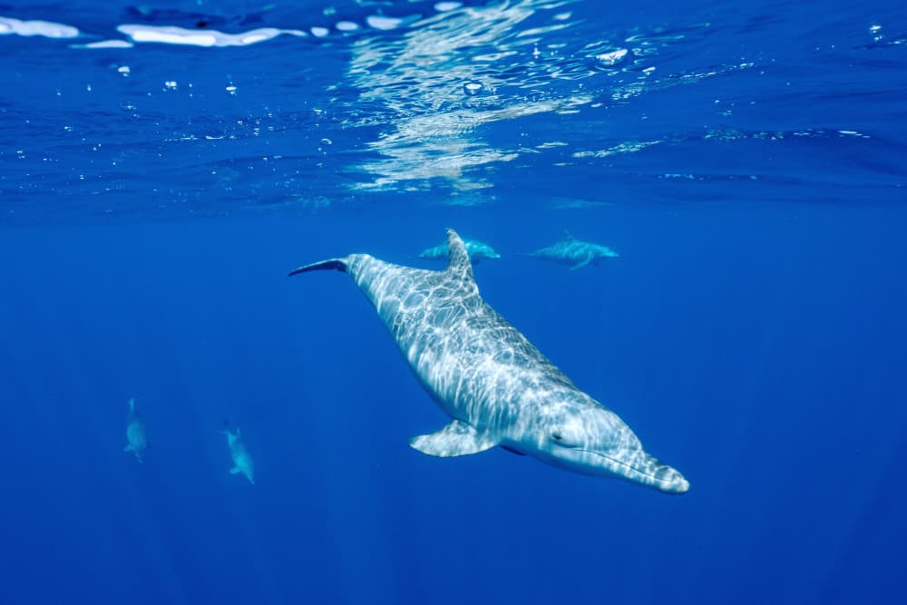 Graceful Ocean Dolphins by Serge Melesan — canvas wall art