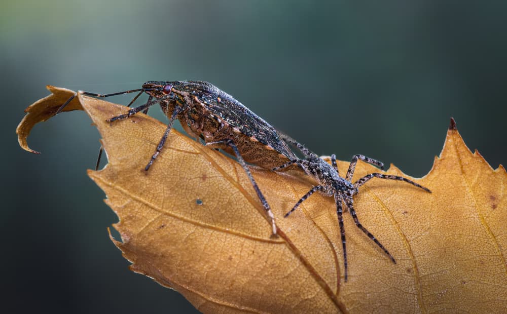 Mating Insects on Leaf by Atul Saluja — canvas wall art