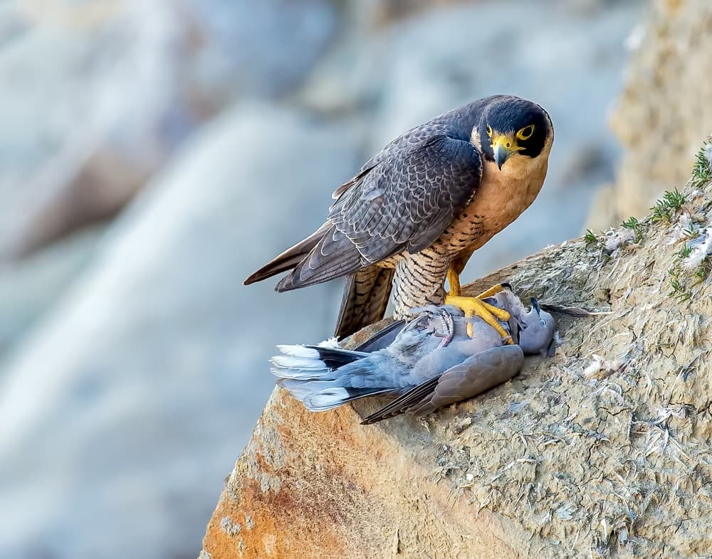 Peregrine Falcon With Prey by Andrew J. Lee — canvas wall art