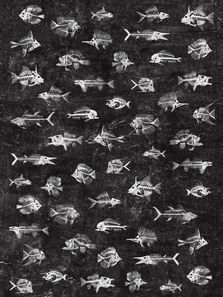 Fish Skeletons Collection by Martina Scott — canvas wall art