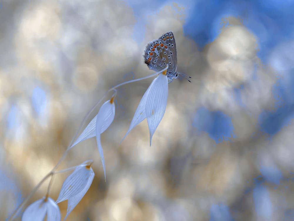 Delicate Blue Butterfly by Thierry Dufour — canvas wall art