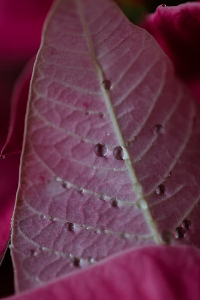 Pink Leaf Water Drops by Javier Pardina — canvas wall art