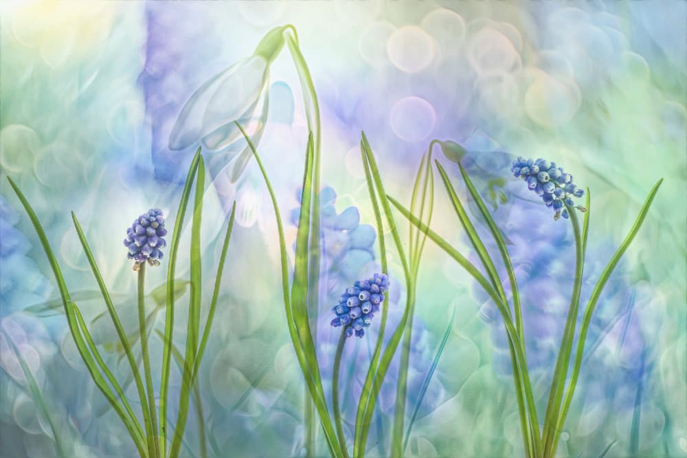 Spring Snowdrop Hyacinths by Hilda van der Lee — canvas wall art