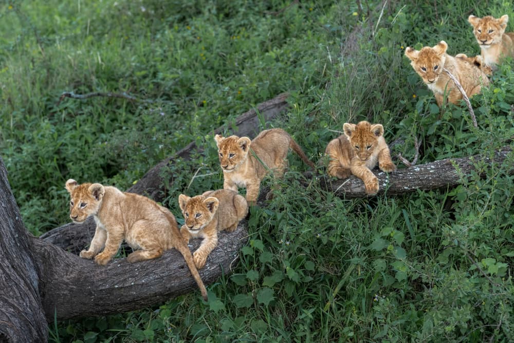 Playful Lion Cubs by Jeffrey C. Sink — canvas wall art