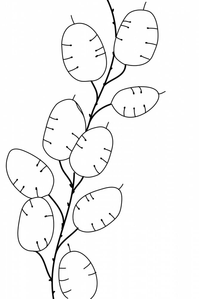 Delicate Seed Pods by Rosana Laiz Blursbyai — canvas wall art