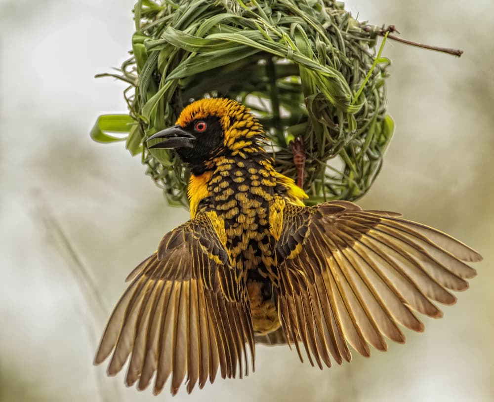 Vibrant Weaver Bird Nest by Jaco Marx — canvas wall art