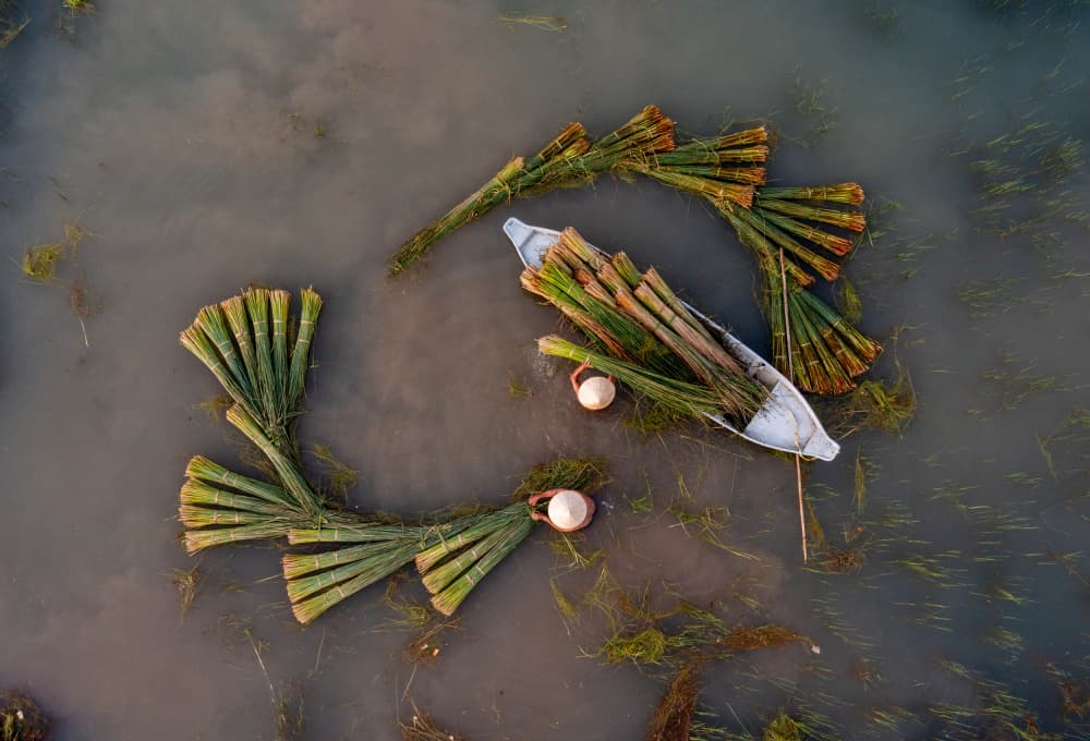 Harvesting Water Reeds by Tran Van Truong — canvas wall art