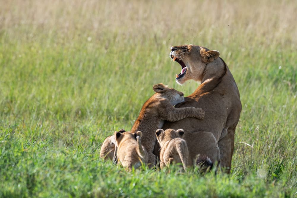 Lioness Roaring with Cubs by Bjoern Alicke — canvas wall art