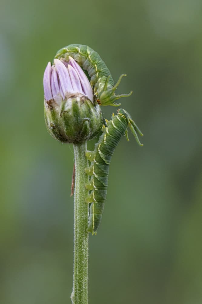 Caterpillars on Flower Bud by Sally Widjaja — canvas wall art