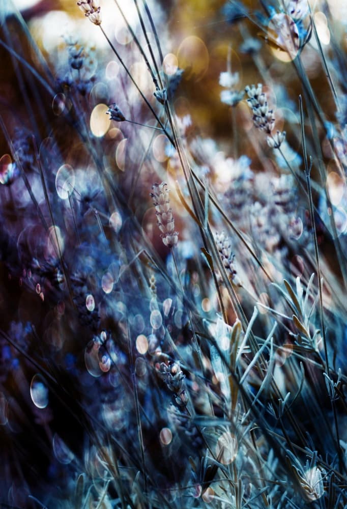 Dreamy Lavender Glow by Delphine Devos — canvas wall art