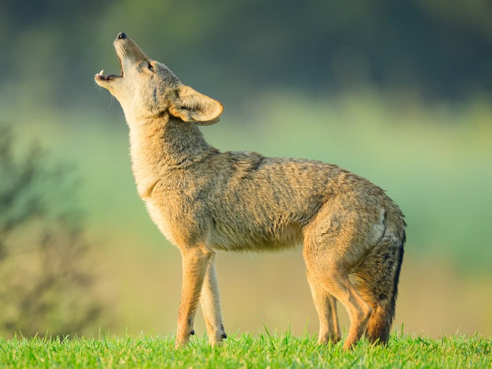 Howling Coyote by Moses Wang — canvas wall art