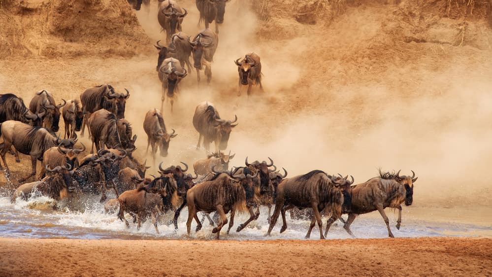 Great Migration River Crossing by Mohammed Alnaser — canvas wall art