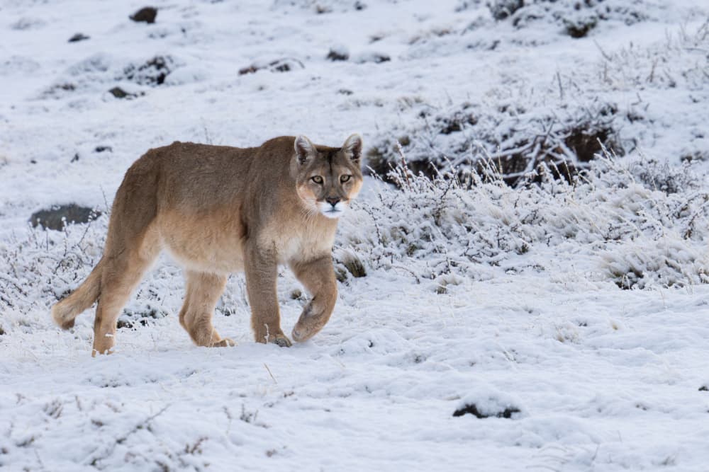 Snowy Mountain Lion by Rajat Dhesi — canvas wall art
