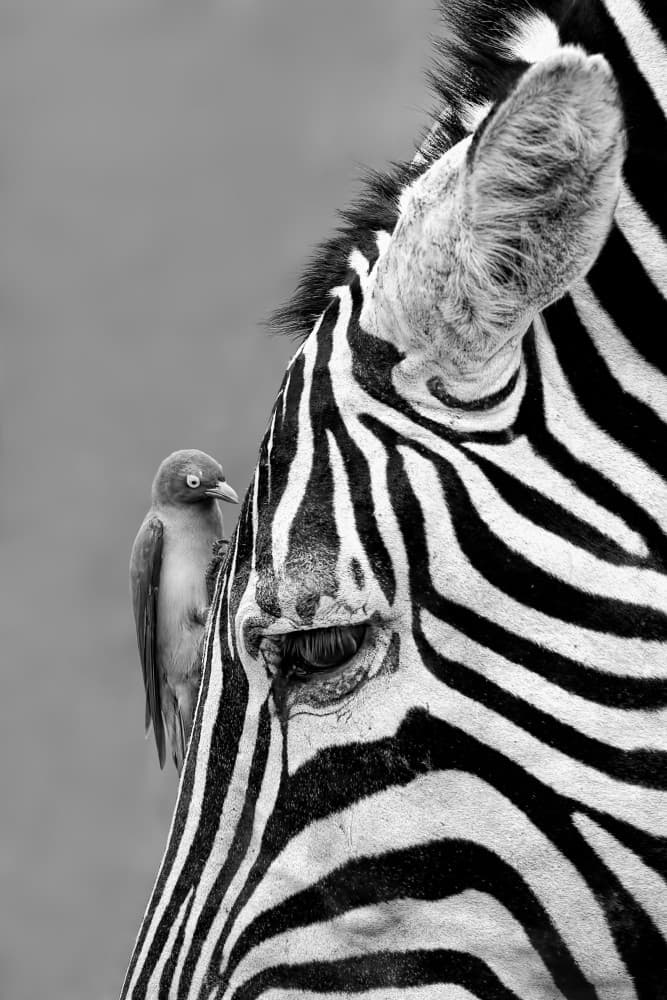 Zebra and Feathered Friend by John Fan — canvas wall art