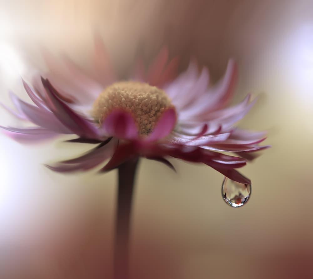 Delicate Flower Droplet by Juliana Nan — canvas wall art
