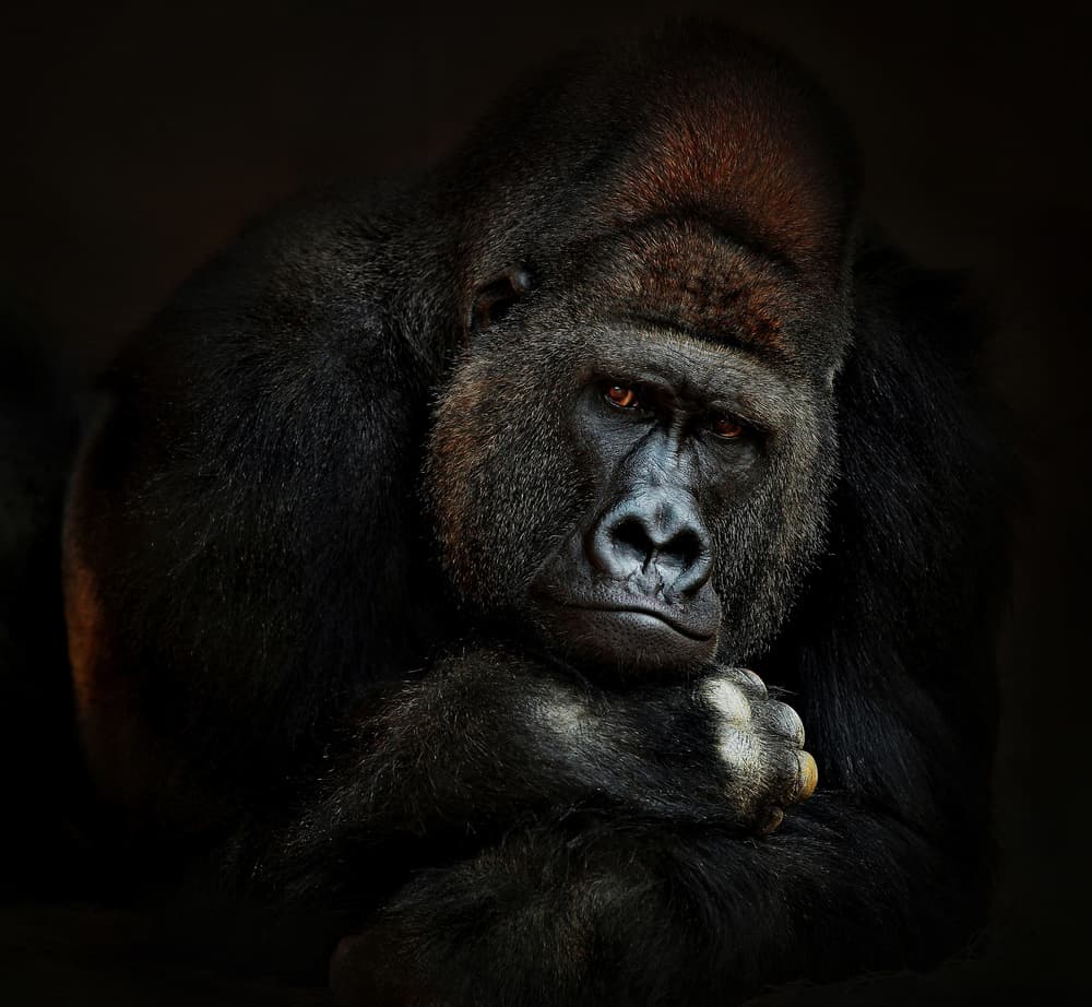 Pensive Gorilla Gaze by Antje Wenner-Braun — canvas wall art