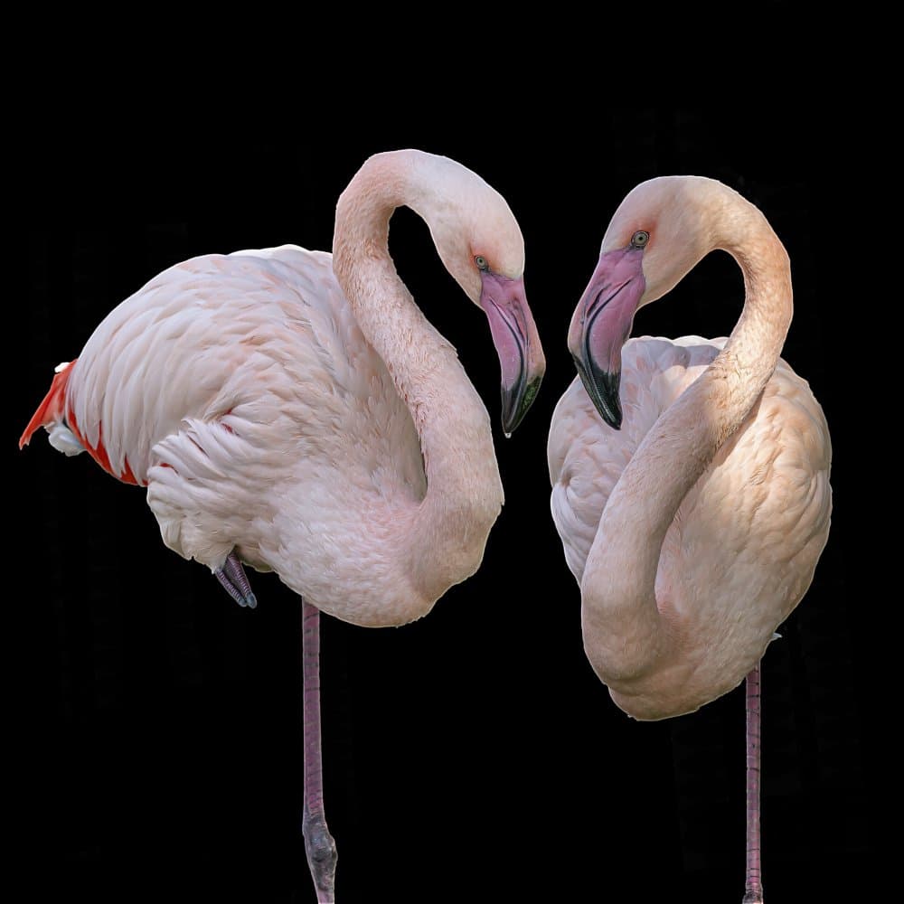 Flamingo Love Birds by Boris Lichtman — canvas wall art