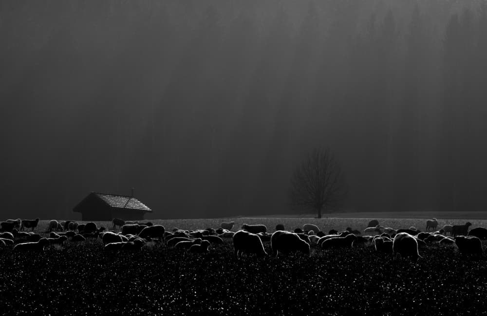Sheep in the Mist by Streiff Marcel — canvas wall art