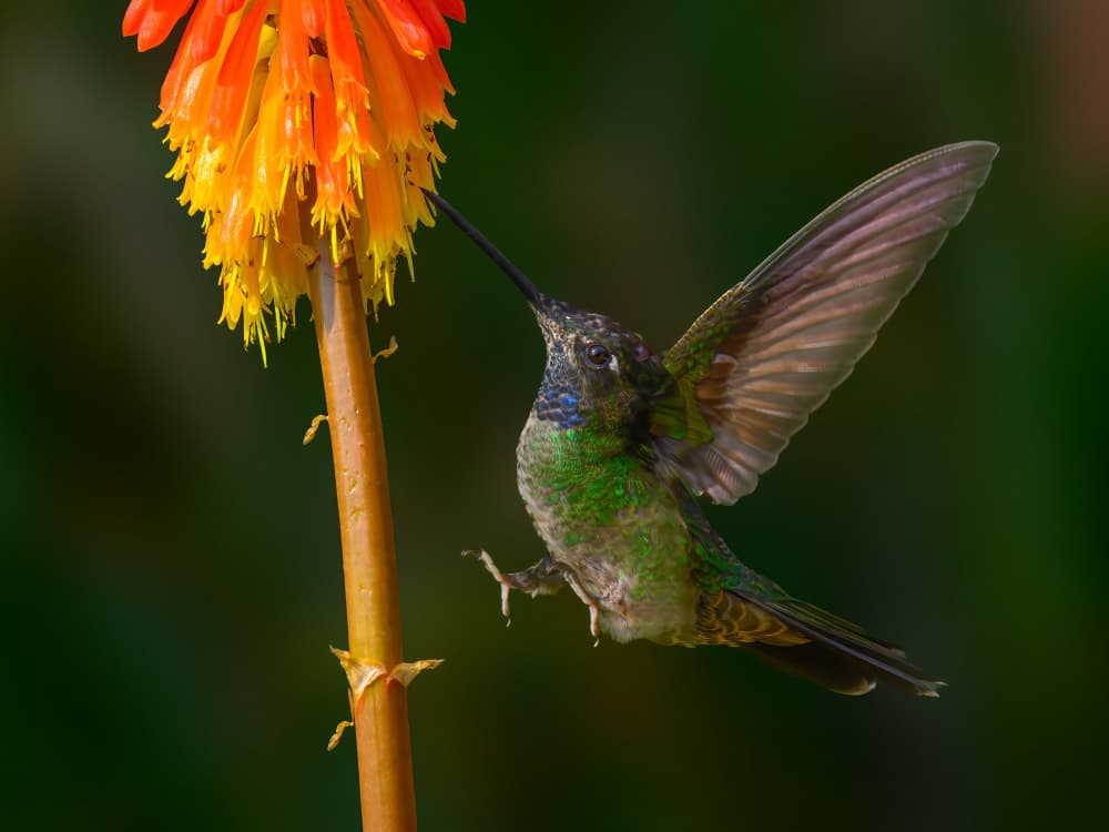 Hummingbird Nectar Bloom by Mike He — canvas wall art