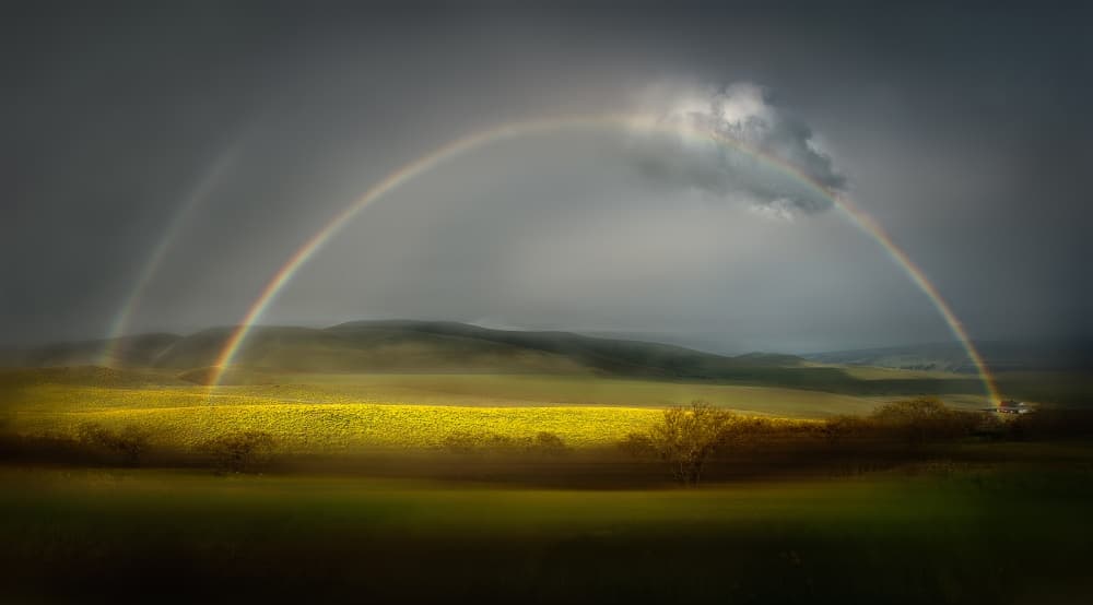 Yellow Field Double Rainbow by Shenshen Dou — canvas wall art