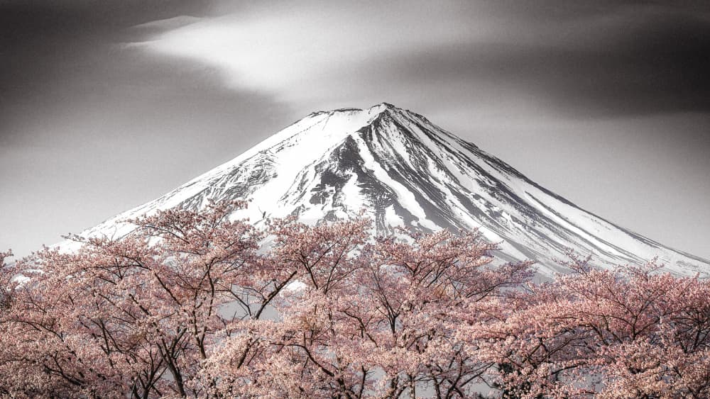 Mount Fuji Pink Spring by Takeshi Mitamura — canvas wall art