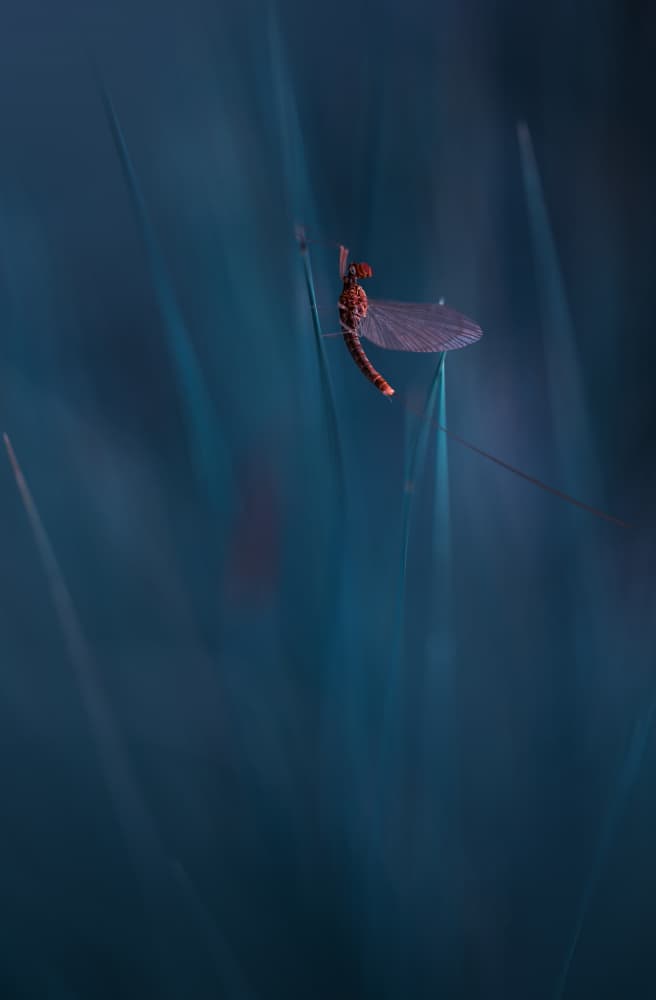 Mayfly On Blue Grass by Summer2016 — canvas wall art