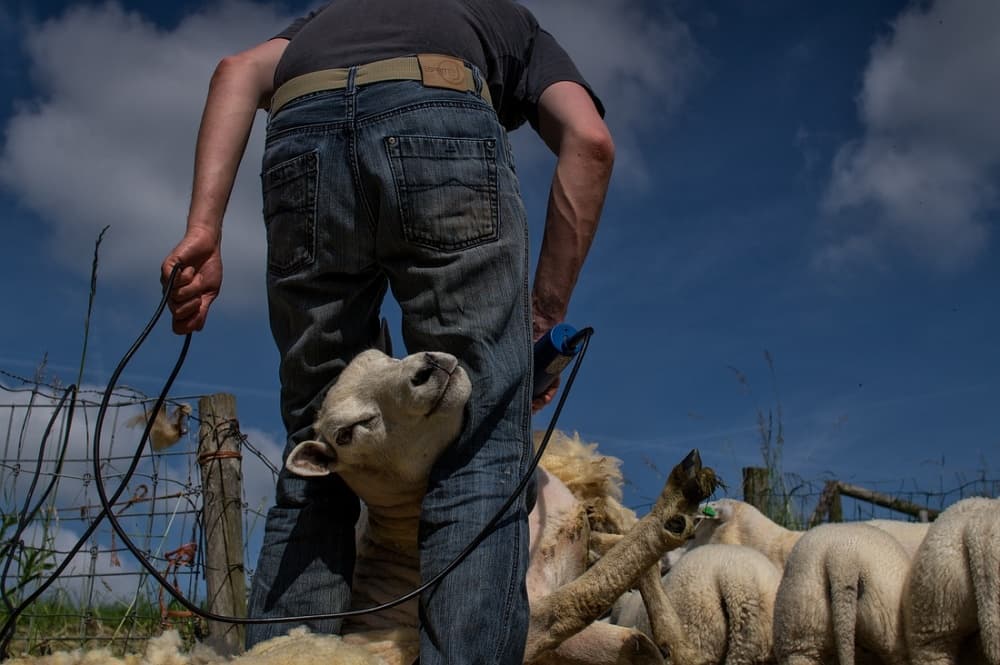 Sheep Shearing Day by Gert van den Bosch — canvas wall art
