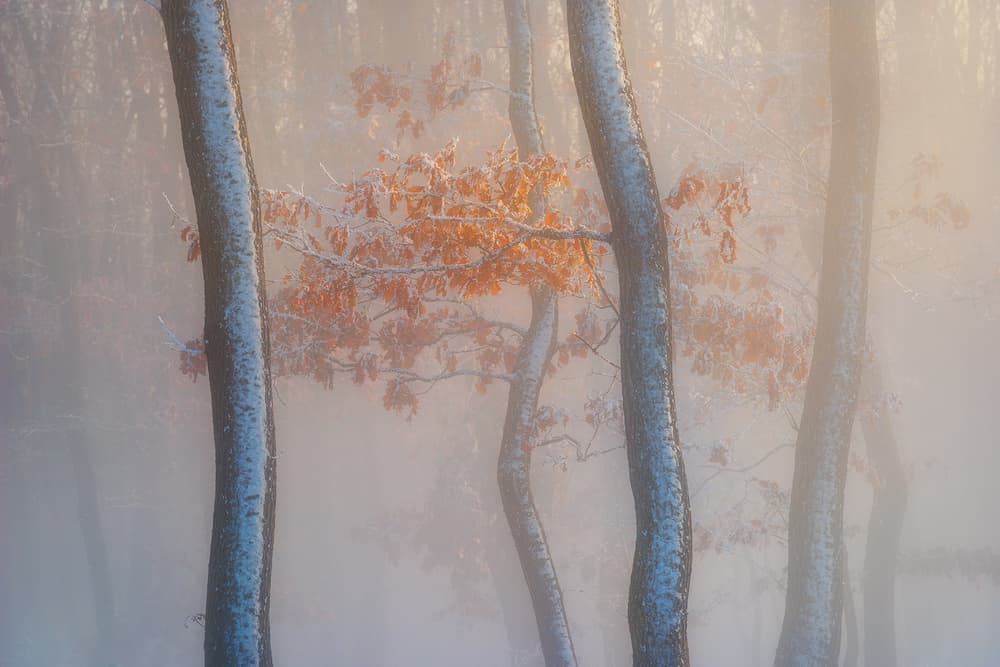 Misty Orange Forest by Szabo Zsolt Andras — canvas wall art